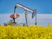 Canola Cash Crop Fuels Low-Carbon Diesel: FP Video Explains