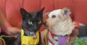 Cat at Muttville Shelter Helps Dogs Get Adopted