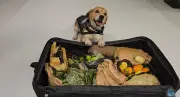 CBP Dog Marlley Sniffs Out Exotic Pests in Smuggled Suitcase at Detroit Airport