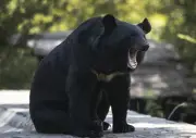 Conservation officers remove metal stove pipe stuck on bear's head in B.C.