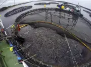 Cooke Aquaculture acquires salmon farming operations across Atlantic Canada