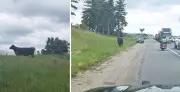 Cow causes massive traffic jam on Highway 400 in Barrie