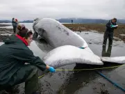 Cruise Ship Docks in Alaska with Dead Endangered Fin Whale on Bow