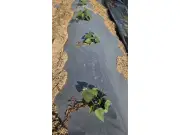 CTK Bio Canada Launches Home Compostable Paper Mulch Film for Agriculture