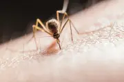Dead crow in Guelph tests positive for West Nile virus, health officials warn