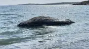 Dead Humpback Whale Entangled in Rope Washes Ashore in Eastern Newfoundland