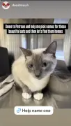 Deadmau5 Donates $30K for Medical Care of 36 Rescued Cats at Oakville Shelter