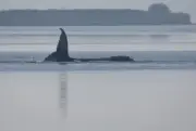 Denmark Performs Necropsy on Humpback Whale 'Timmy'