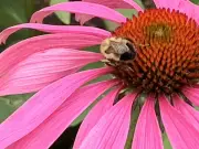 Designing a Minimalist Garden for Calgary's Tricky Zone 4a Climate