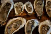 Disease-Resistant Oyster Seed Could Revive P.E.I.'s Struggling Industry