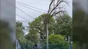Downed Hydro Wires Close Busy Kitchener Roadway After Tree Fall