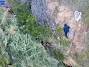 Drone Helps Capture California Palm Tree Arson Suspect