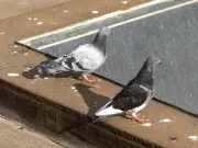 Edmonton Pigeon Owners Must Tag Birds, Join Association by 2027