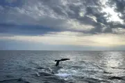 Endangered Right Whale Entangled in Gear Spotted Again in Gulf of St. Lawrence