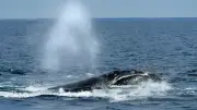 Endangered Right Whale Spotted Near Shippagan, New Brunswick Coast