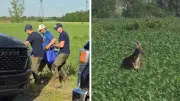 Escaped Kangaroo Captured Near Montreal After Days on the Loose