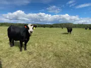 Family Farm in Northern Saskatchewan Thrives in Third Generation by Diversifying