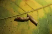 Flesh-Eating Screwworm Returns to US, Fueled by Organized Crime