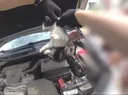 Georgia Police Rescue Kitten from Car Engine Using Drumstick
