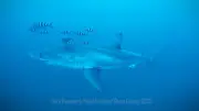 Great White Shark Spotted in Mediterranean During Clean-Up