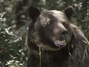 Grizzly Bear Euthanized After Attempting to Enter Chicken Coop Near Bowden