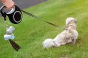 Halifax Reports Rise in Serious Dog Attacks, Urges Leash Compliance