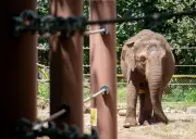 Hawaii Court to Decide if Animals Have Human Rights