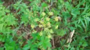 Herbicide Spraying Planned for Little River Corridor and Ojibway Prairie Complex