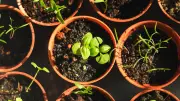 How to Harden Off Seedlings: A Guide to Outdoor Success