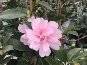 How to Prevent Camellia Bud Drop and Manage Weeds