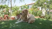 How to Protect Your Pet from Fleas: Expert Tips and Advice