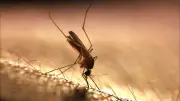 How to Stop Mosquito Population Boom in Winnipeg After Wet Weather