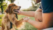 How to Tell If Your Dog Is Happy, According to Veterinarians