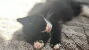 Humane Society Raises Funds for Kitten's $7,500 Eye Surgery
