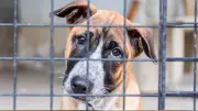 Humane Society's Strays on Streetcorners Returns with $100K Goal