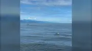 Humpback whale freed from fishing gear in complex rescue off Vancouver Island