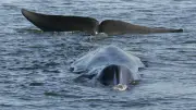 Iceland Kills First Whales Since 2023, Resumes Commercial Hunt