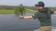 Invasive Water Soldier Plant Pulled from Lake Simcoe to Curb Spread