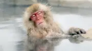 Japan Snow Monkey Park to Cap Visitors After Overcrowding Incidents