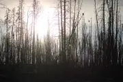 Lightning Sparks Multiple New Wildfires in Saskatchewan's North and West