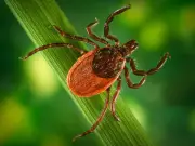 Lyme Disease Bacteria Found on Ticks in Waterloo Region