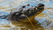 Man Arrested After Toddler Ends Up in Crocodile Enclosure at UK Zoo
