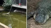 Man Freed on Bail After Toddler Found in UK Zoo Crocodile Pen