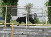 Mass School Closures in Japanese City as Bear Roams Streets