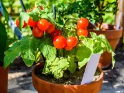 Maximize Your Small-Space Garden: Tips for Bountiful Harvests