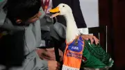 Merlín the Duck Denied Entry to Mexico World Cup Match