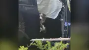Missing Dog Found 'Sitting Patiently' in Car Days After Crash
