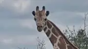 Missing Giraffe Gracie Eludes Searchers in Texas Hill Country