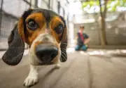Montreal SPCA Sees Increase in Admissions Ahead of July 1 Moving Day