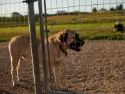 Moose Jaw closes two dog parks after dog dies, others fall ill